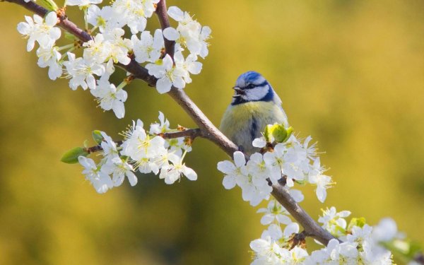 лазоревка синица