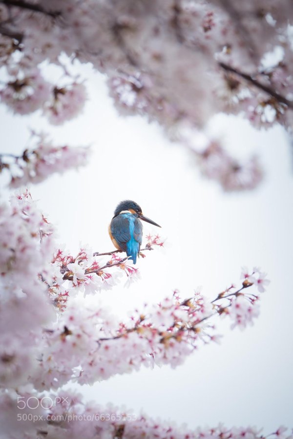 зимородок обыкновенный