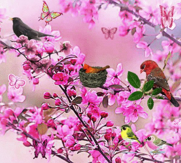 птица красивая