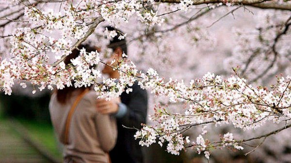 цветение сакуры