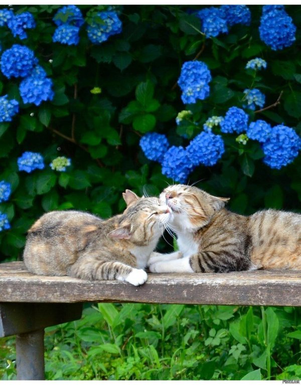 котики любовь