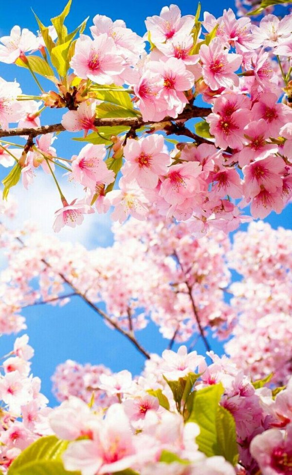 цветение сакуры