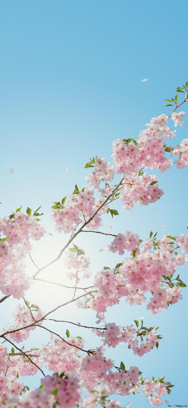 цветочные фоны