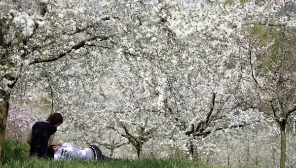 вишневые сады