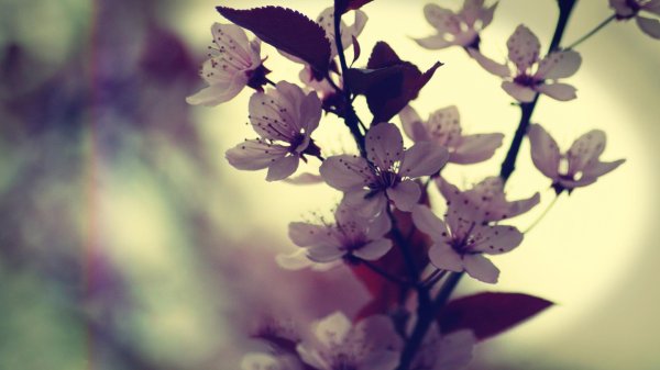 вишня цветки