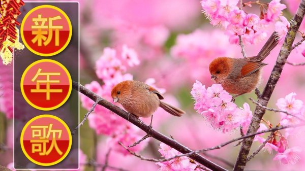 красивая птица