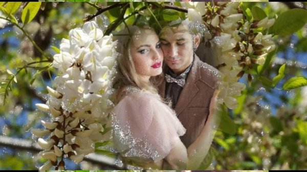 акации гроздья душистые