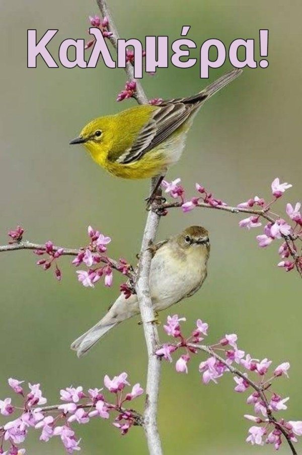 желтая птица