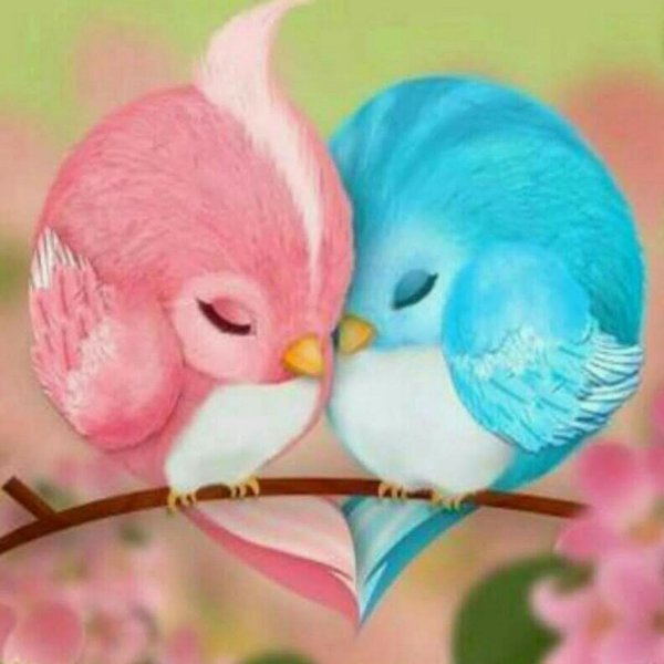 неразлучники попугай