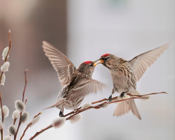 птичка чечётка обыкновенная