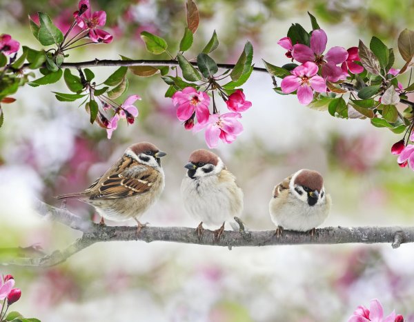 воробей на ветке