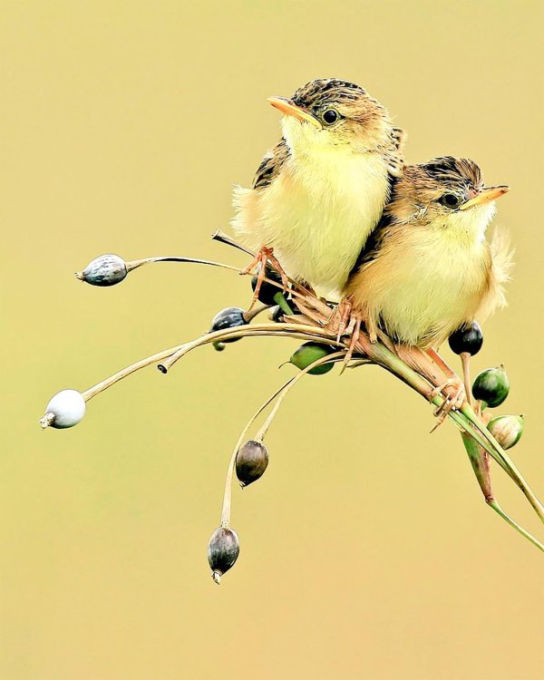 счастливая птица