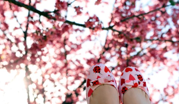 цветение сакуры