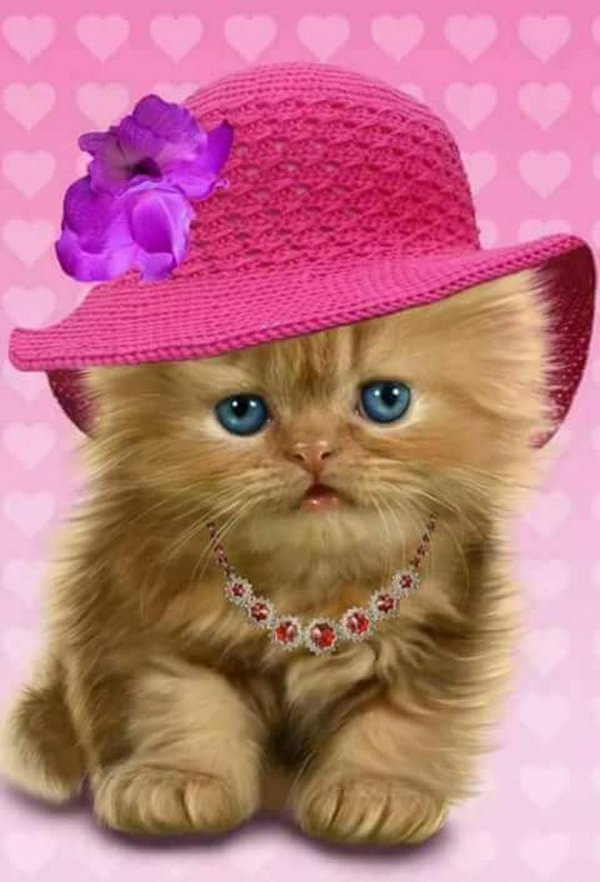 очаровательные котята