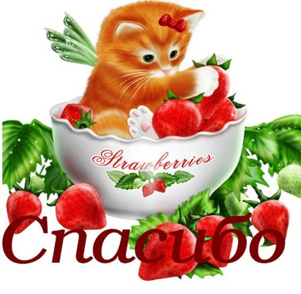 котик клубника