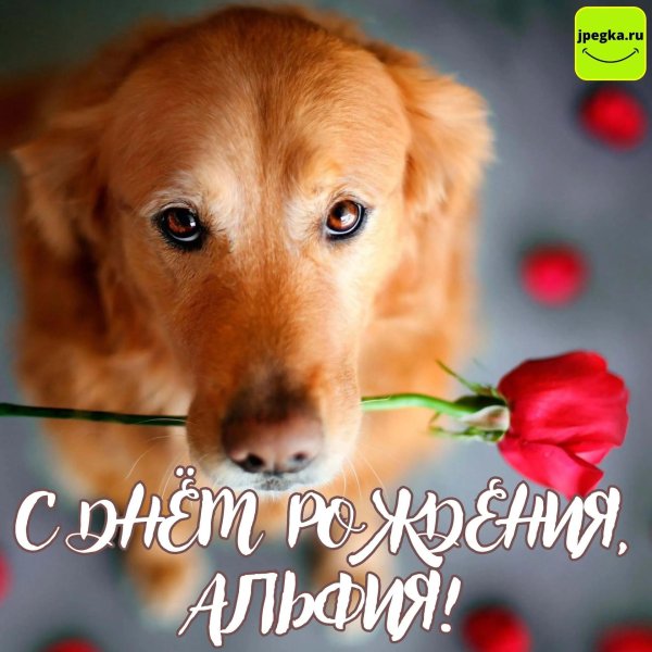 голден ретривер