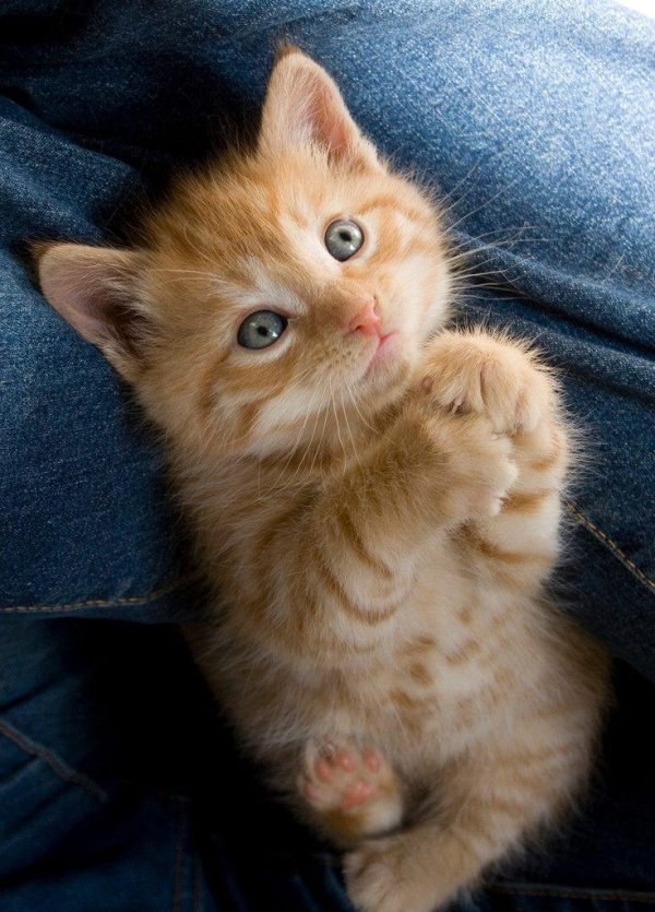 рыжие котята