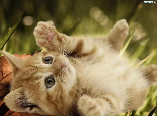 котенок красивый