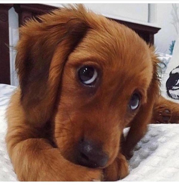 щенячие глазки