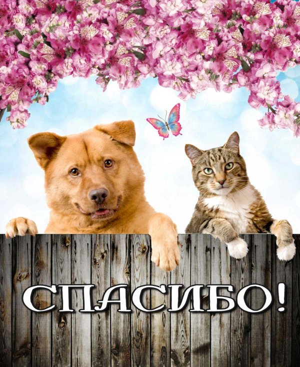 Пожалуйста прикольные