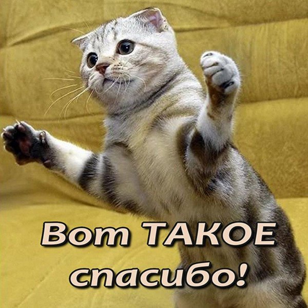 котик машет лапкой