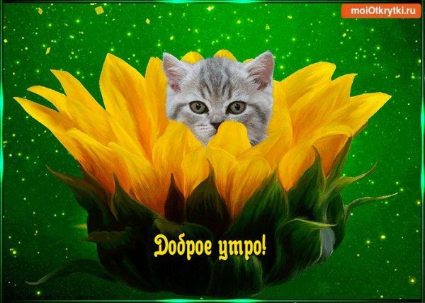 мер открытки с добрым утром