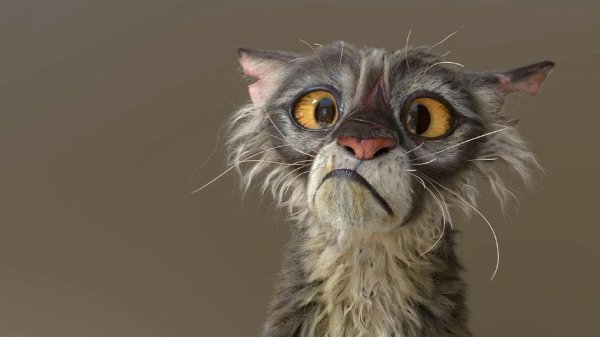 драная кошка