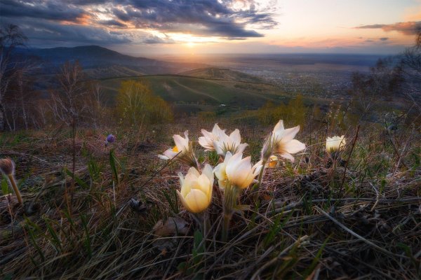 сон трава прострел