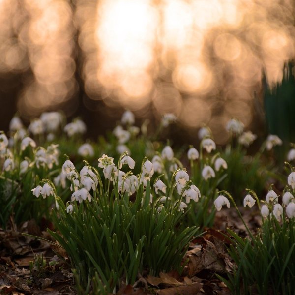 подснежник галантус
