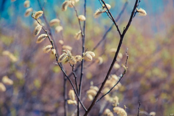 почки вербы