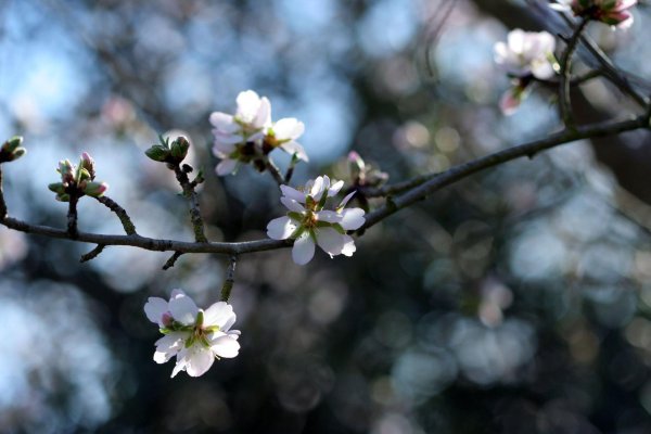 цветущие ветки