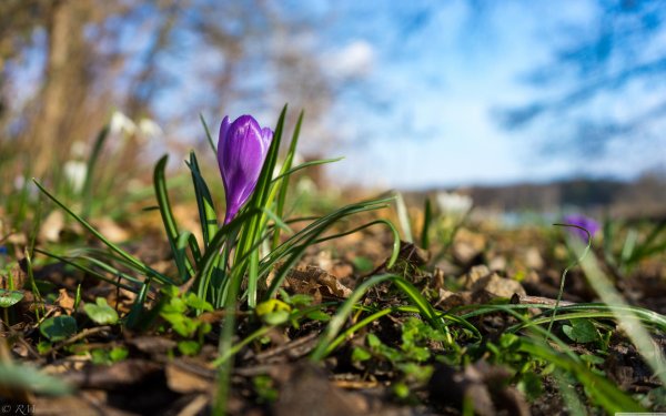 первоцветы подснежники крокусы гиацинты