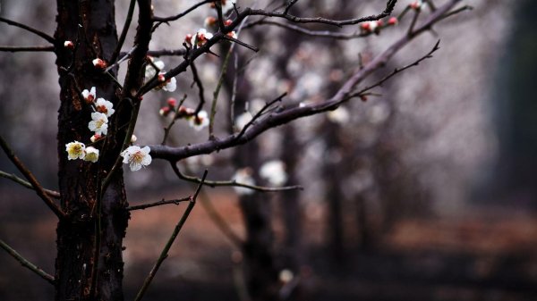 цветение сливы