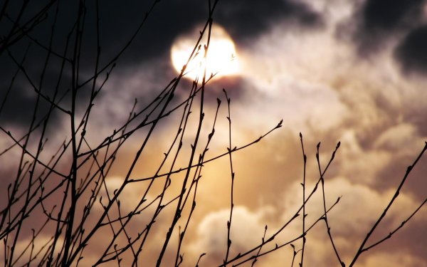 ветка дерева