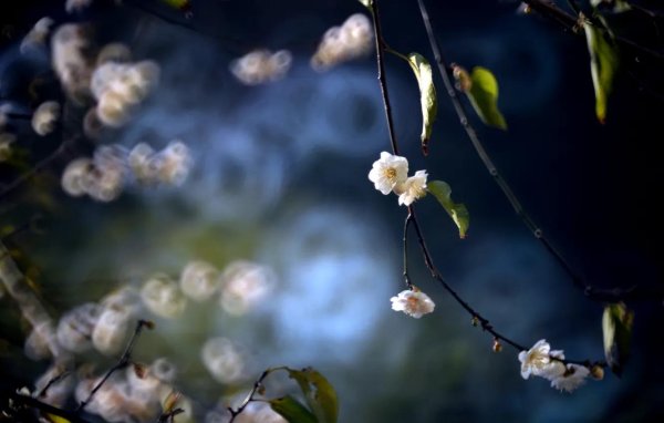 слива мэйхуа цветет