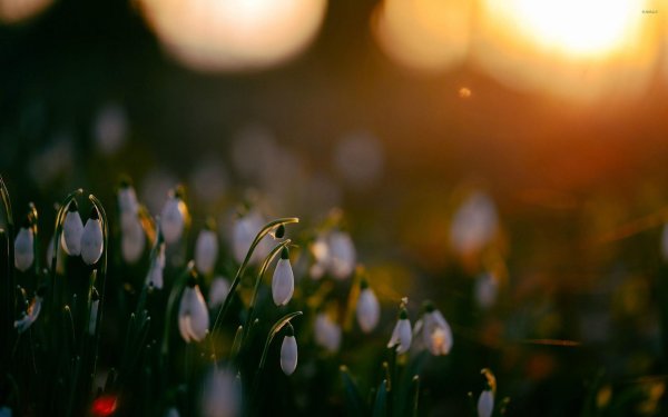 весенние подснежники