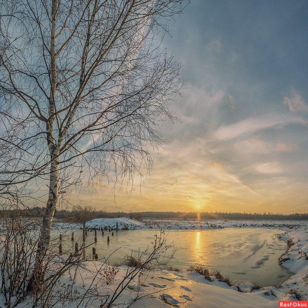 заря зимой береза