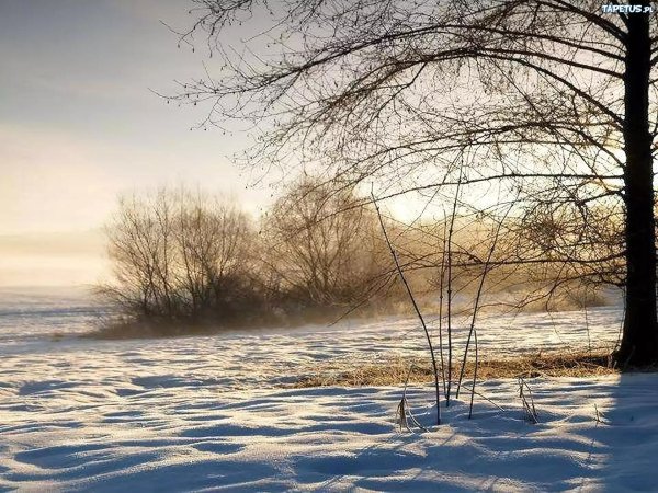 зимнее поле