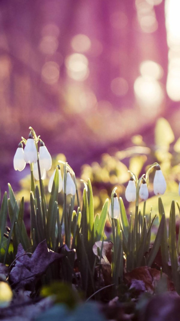 прекрасная весна