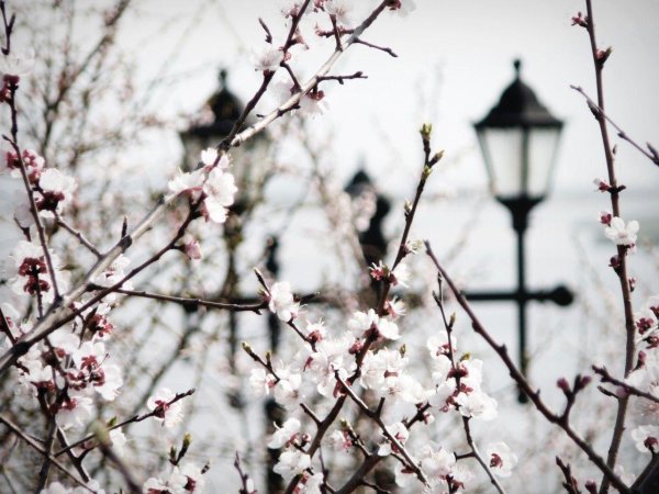 сакура цветки