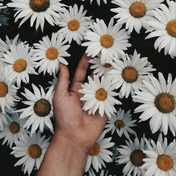 фон ромашек