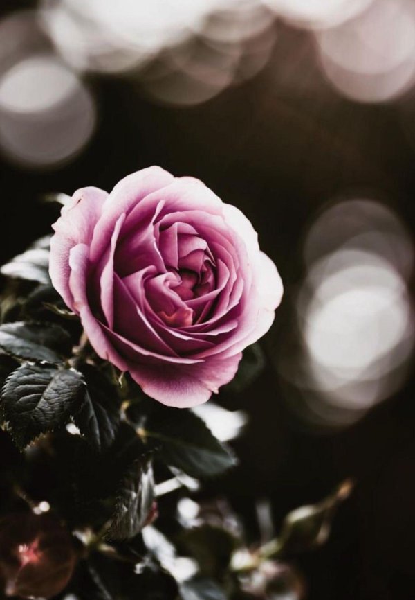 цветок красивый