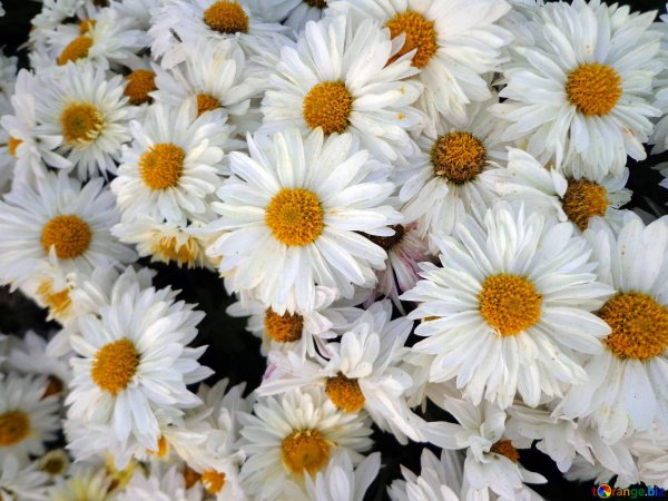 хризантема северная звезда