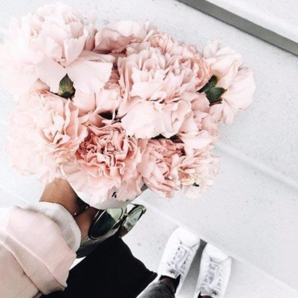 диантус розовый