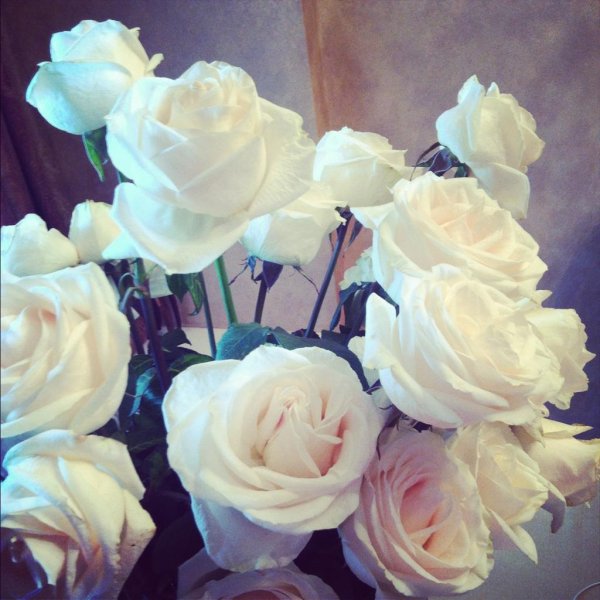 шикарные белые розы