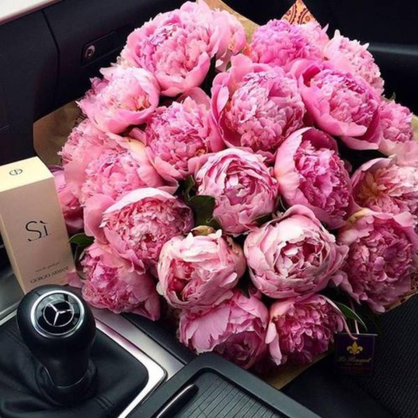 пионы красота