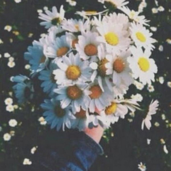 ромашка эстетика