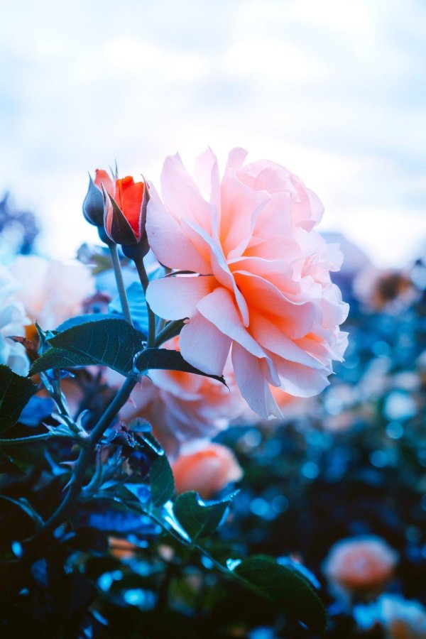 цветок красивый