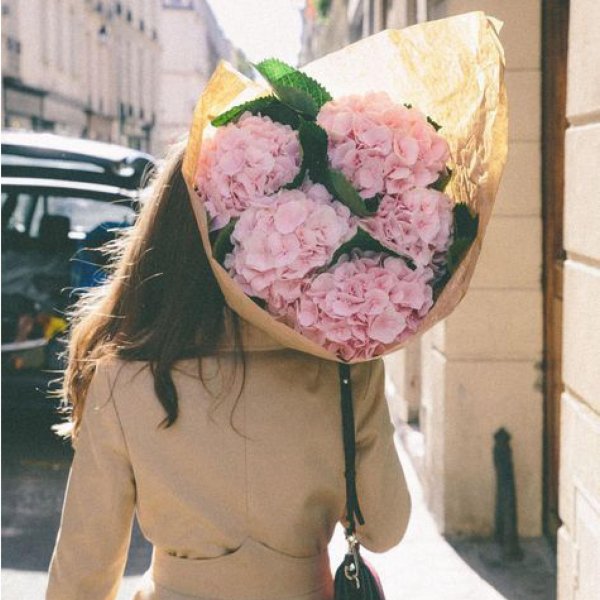 розовая гортензия