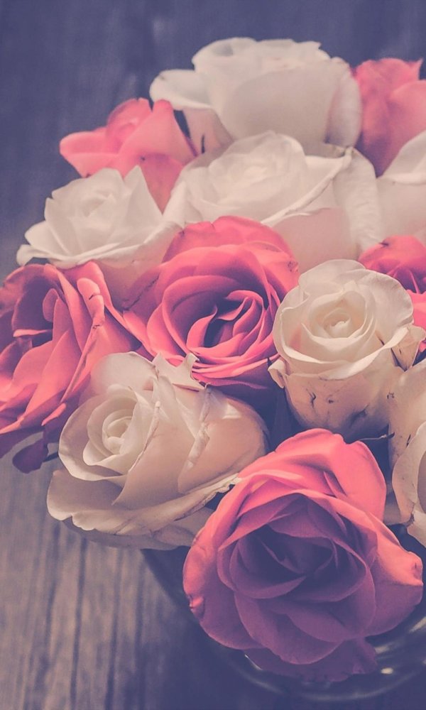 роза нежная